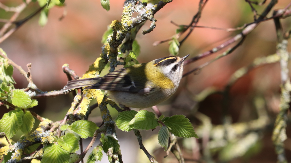 Roitelet triple-bandeau